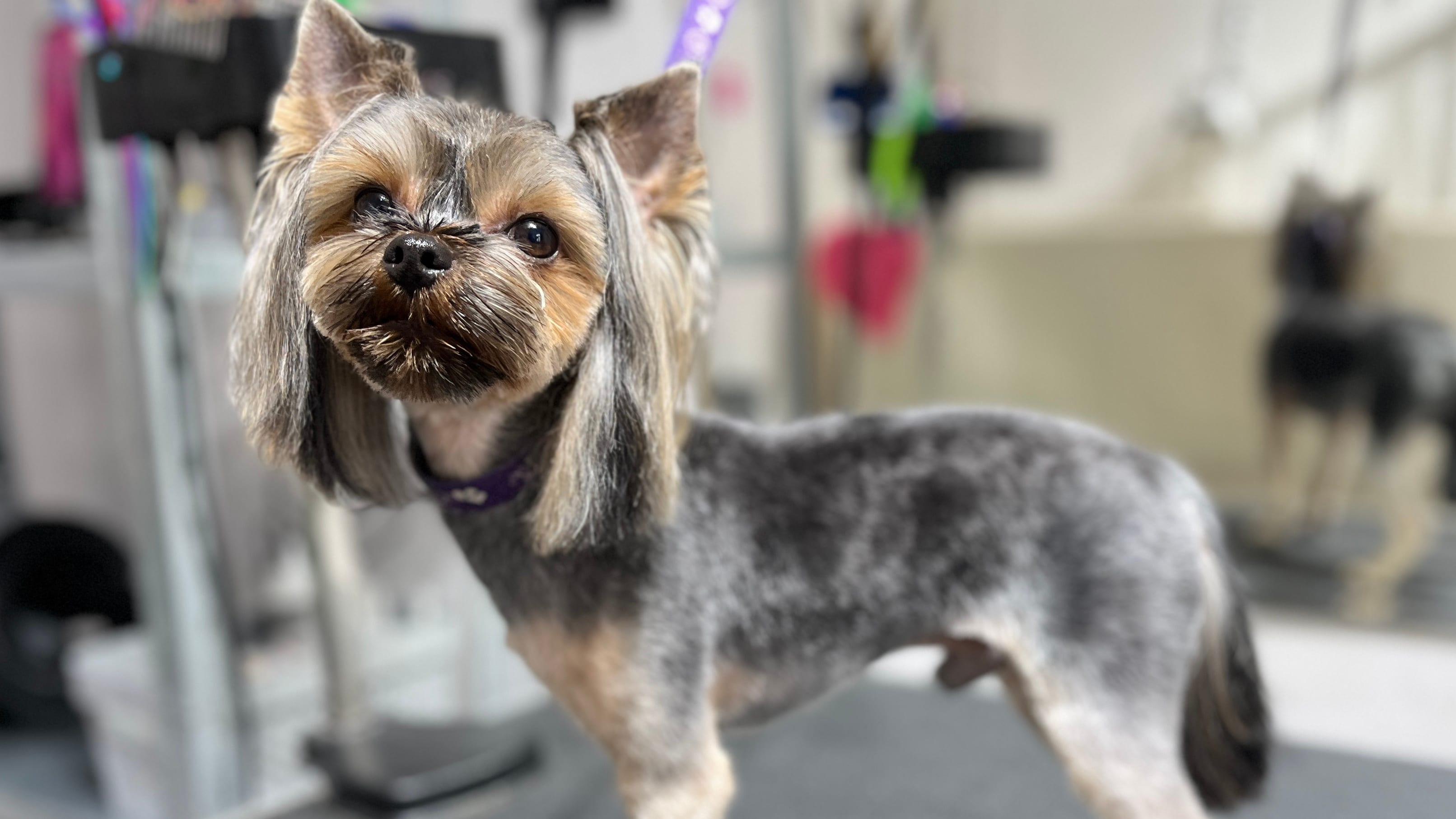 Mental Edge Mondays: The $80 Haircut and the $12 Haircut